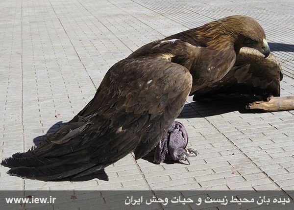 عقاب طلایی مجروح مهمان محیط بانان بردسیر