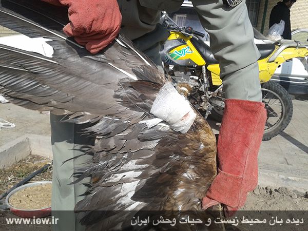 عقاب طلایی مجروح مهمان محیط بانان بردسیر