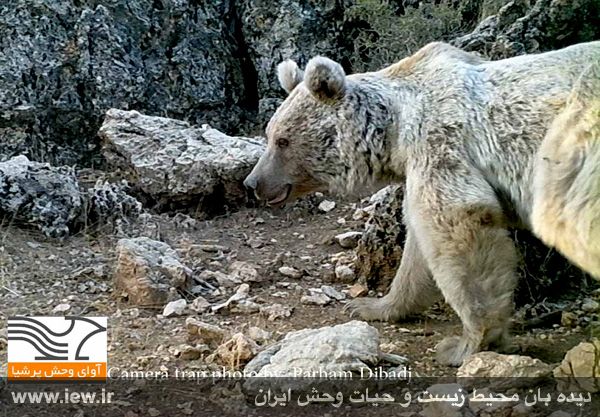 برای نخستین بار از پلنگ و خرس قهوه ای در شهرستان دزفول تصویر برداری شد |  دیده بان محیط زیست و حیات وحش ایران