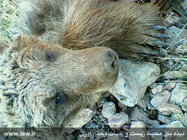 یک خرس قهوه ای در شهرستان بوئین میاندشت با شلیک گلوله کشته شد | دیده بان  محیط زیست و حیات وحش ایران