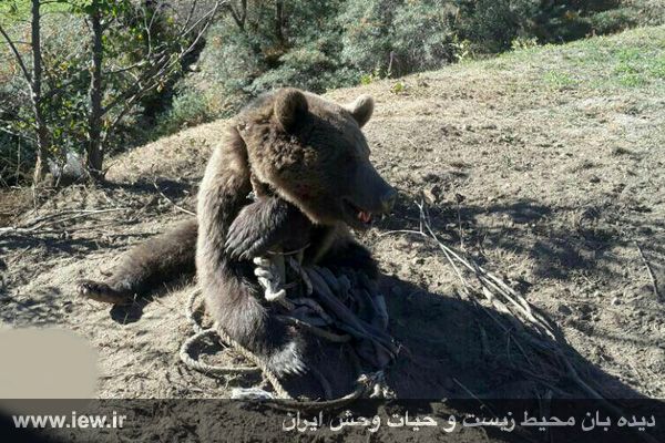 نجات خرس قهوه ای از تله سیمی در بلده مازندران | دیده بان محیط زیست و حیات  وحش ایران